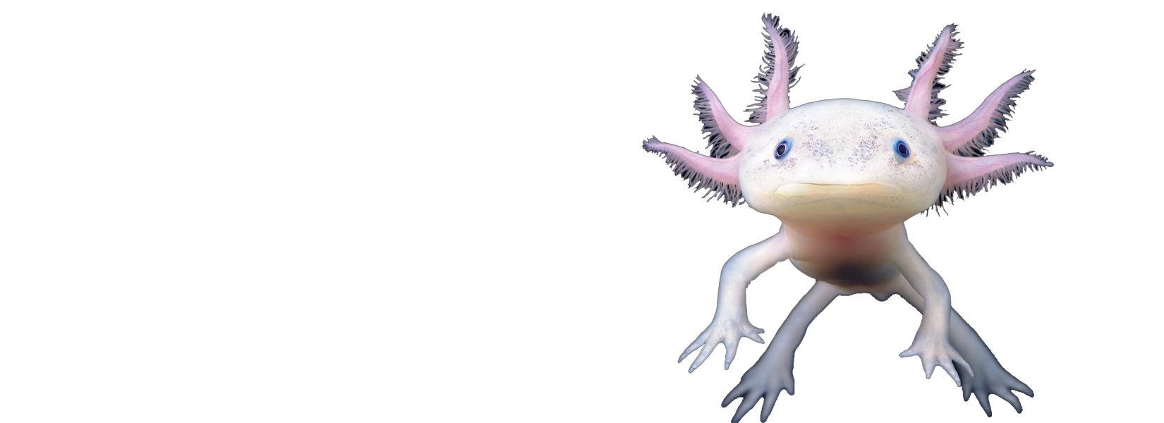 Axolotl oblíbený mazlíček 